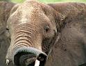 Trumpeting elephant